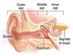 Ear Anatomy 